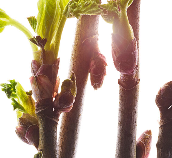 Schwarze Johannisbeere-Biologischer Knospenextrakt der Schwarzen Johannisbeere-Ribes nigrum (black currant) bud extract