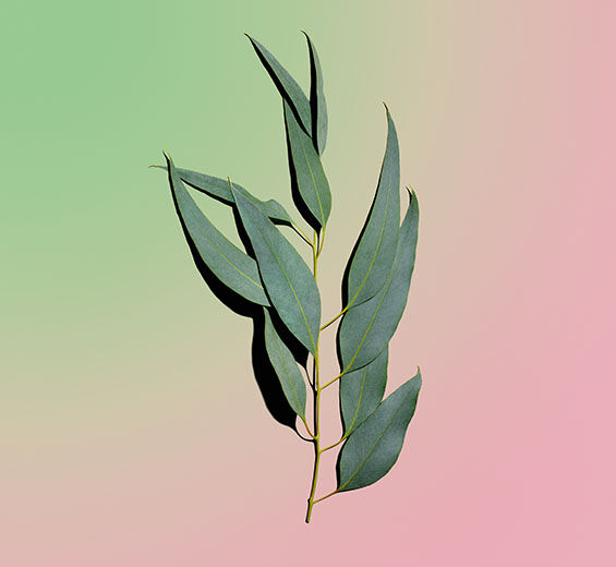 Eukalyptus-Biologisches, ähterisches Eykalyptusöl-Eucalyptus globulus leaf oil