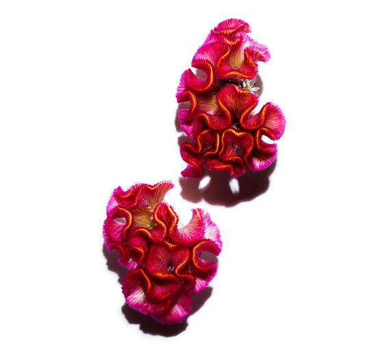 Celosia-Celosia-Extrakt-Celosia cristata flower extract