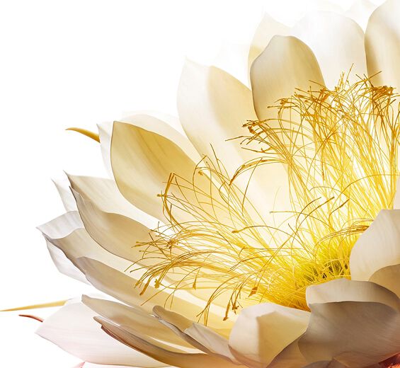 Königin der Nacht-Kryoextrakt der Königin der Nacht-Cereus grandiflorus (cactus) flower extract