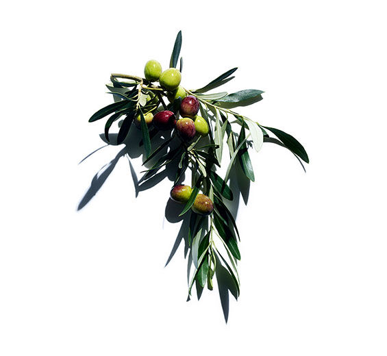 Olivenbaum-Biologisches Olivenöl-Olea europaea (olive) fruit extract