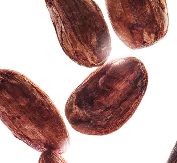 Kakaobaum-Biologische Kakaobutter-Theobroma cacao (cocoa) seed butter
