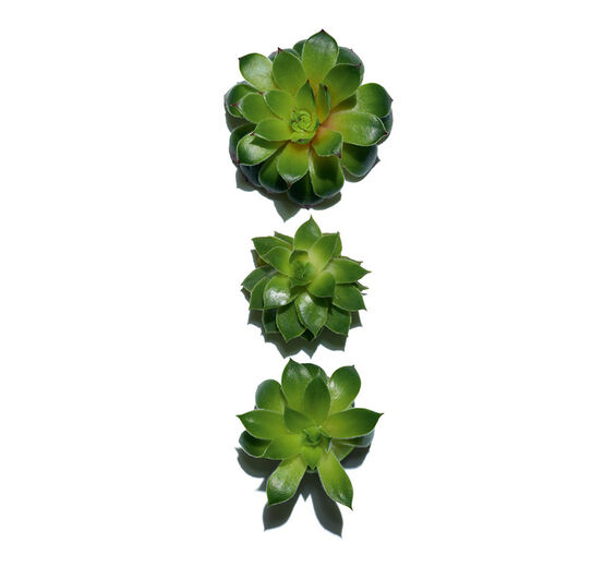 Hauswurz-biologischer Hauswurz-Extrakt-Sempervivum tectorum extract