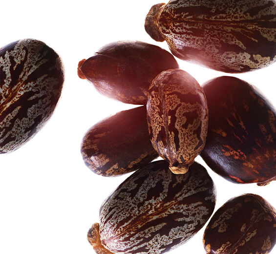 Rizinus-Biologisches Rizinusöl-Ricinus communis (castor) seed oil