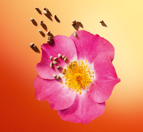 Weinrose-Biologisches Weinrosenöl-Rosa rubiginosa seed oil