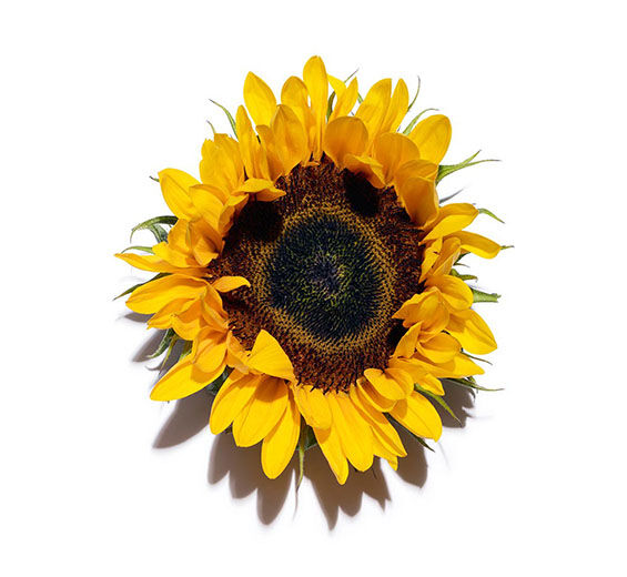 Sonnenblume-Sonnenblumenwachs-Helianthus annuus (sunflower) seed wax