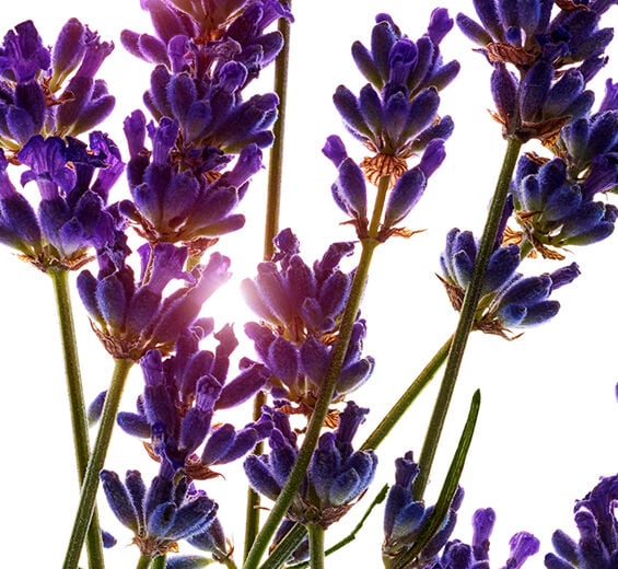 Lavendel-Biologisches, ätherisches Lavendelöl-Lavandula angustifolia (lavender) oil