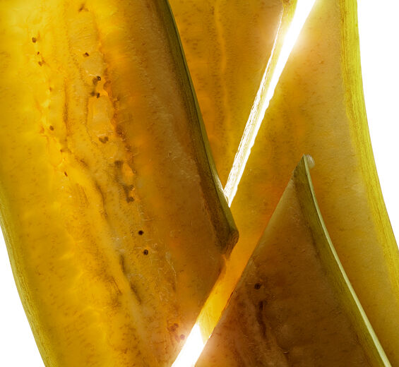 Bananenstaude-Extrakt aus biologischer grüner Banane-Musa sapientum (banana) fruit extract