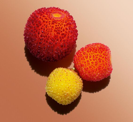 Erdbeerbaum-Biologischer Extrakt aus der Frucht des Erdbeerbaums-Arbutus unedo fruit extract