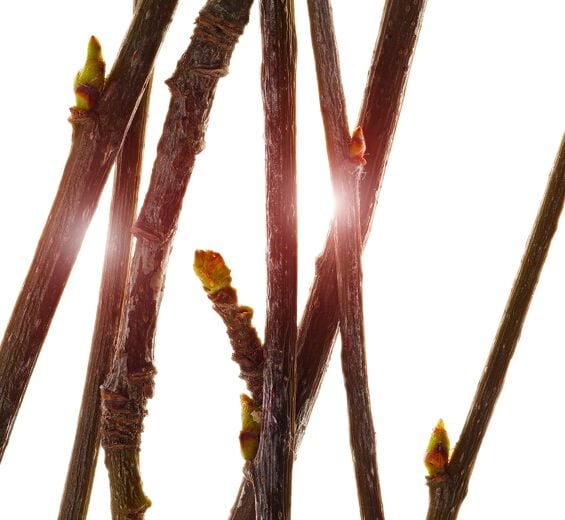 Eberesche-Biologischer Ebereschen-Knospenextrakt-Pyrus sorbus bud extract