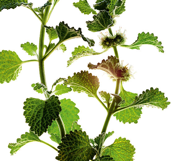 Weißer Andorn-Biologischer Extrakt aus Weißem Andorn-Marrubium vulgare extract