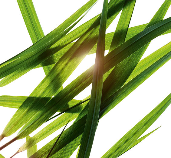 Bisongras-Bisongras-Extrakt-Hierochloe odorata extract