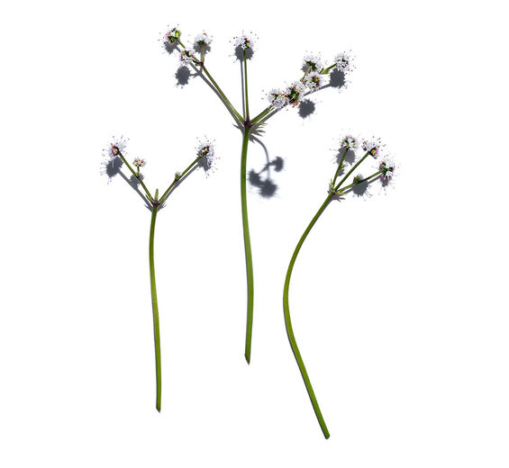 Sanikel-Biologischer Sanikel-Extrakt-Sanicula europaea extract