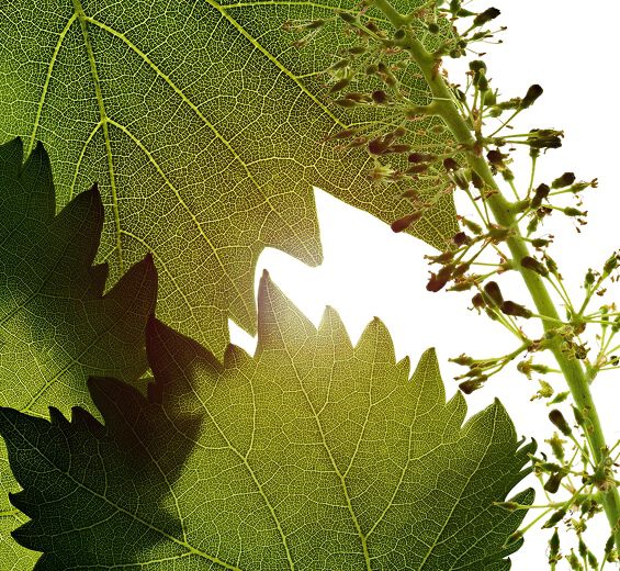 Weinrebe-Blütenzellen-Extrakt der Weinrebe-Vitis vinifera (grape) flower cell extract