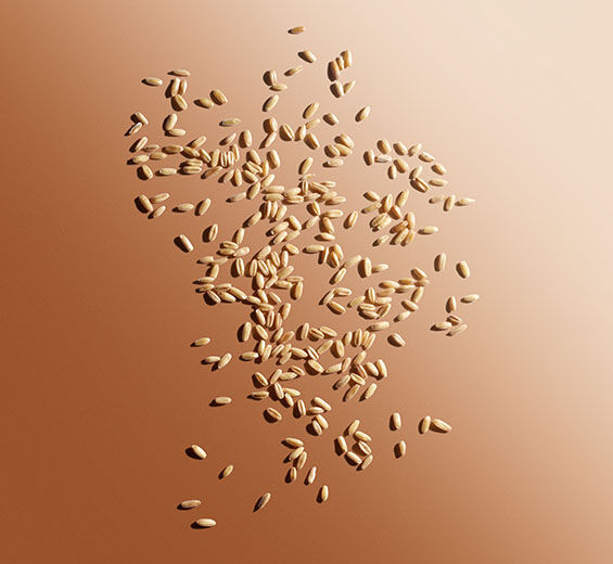 Hafer-Hafermehl-Avena sativa (oat) kernel flour