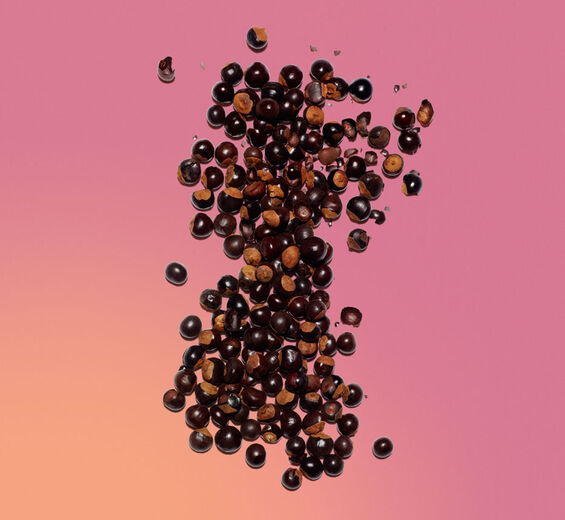 Guarana-Biologischer Guarana-Extrakt-Paullinia cupana seed extract