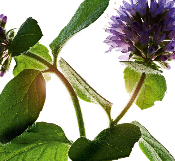 Wasserminze-Biologischer Wasserminze-Extrakt-Mentha aquatica leaf extract