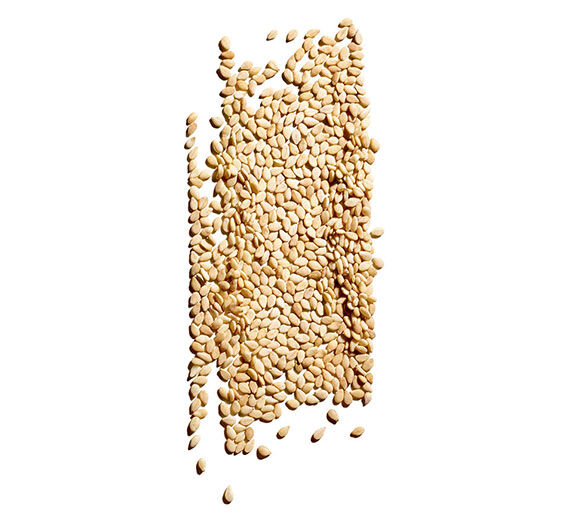 Sesamstrauch-Biologisches Sesamöl-Sesamum indicum (sesame) seed oil