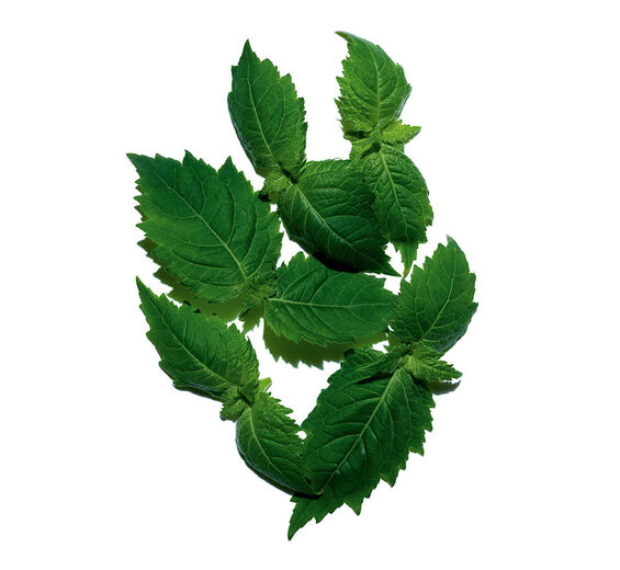 Patschuli-ätherisches Patschuliöl-Pogostemon cablin oil