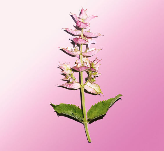 Muskatellersalbei-Ätherisches Muskatellersalbeiöl-Salvia sclarea (clary) oil