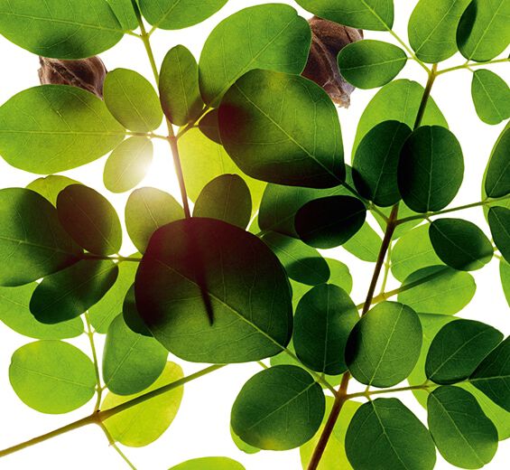 Moringa-Morgina-Extrakt-Moringa oleifera seed extract Moringa-Morgina-Extrakt-Moringa oleifera seed extract