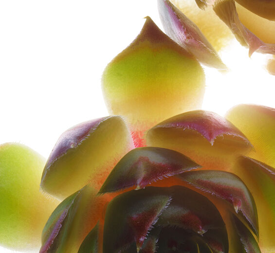 Hauswurz-biologischer Hauswurz-Extrakt-Sempervivum tectorum extract