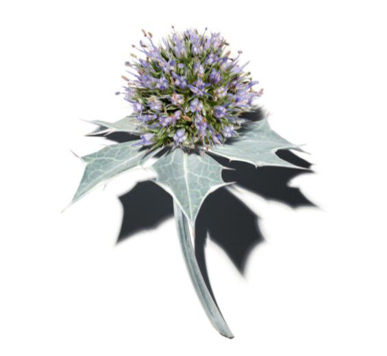 Stranddistel-Biologischer Stranddistel-Extrakt-Sea Holly