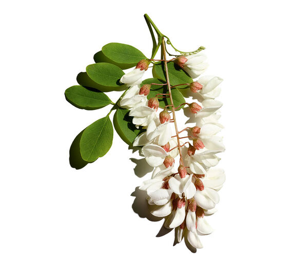 Robinie-Blütenwasser der Robinie-Robinia pseudoacacia flower extract
