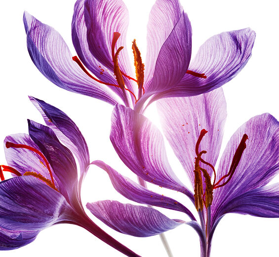 Safran-Polyphenole der Safranblüte (Pflanze aus biologischem Anbau)-Crocus sativus flower extract