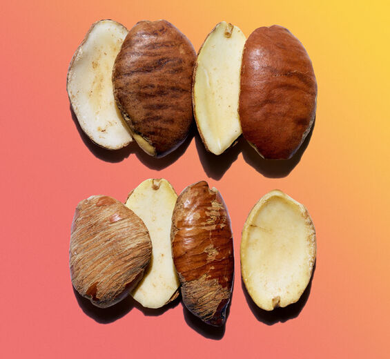 Wilder Mangobaum-wilde Mango-Butter-Irvingia gabonensis kernel butter