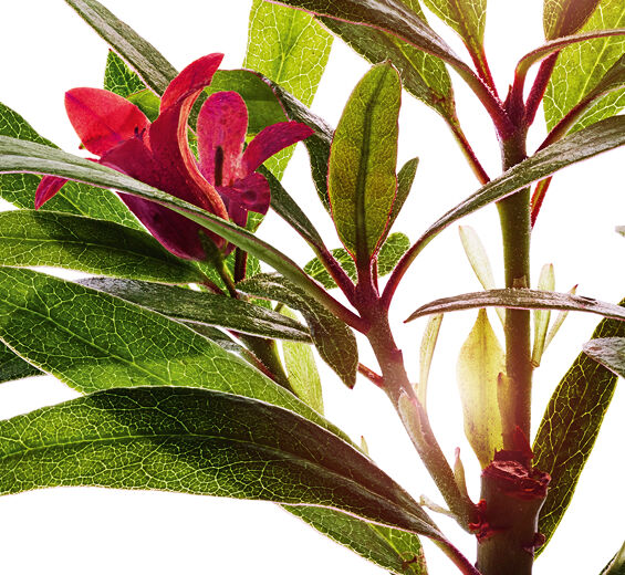 Alpenrosen Extrakt-Rostblättrige-Extrakt-Rhododendron ferrugineum extract