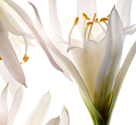 Strandlilie-Biologischer Strandlilien-Extrakt-Pancratium maritimum extract