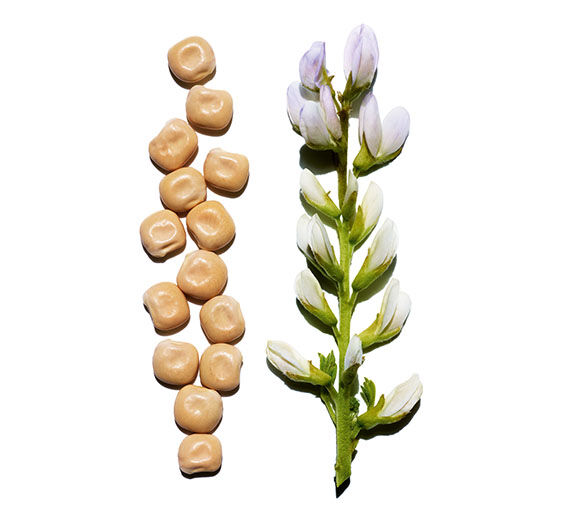 Weiße Lupine-Biologischer Extrakt aus Weißer Lupine-Hydrolyzed lupine protein