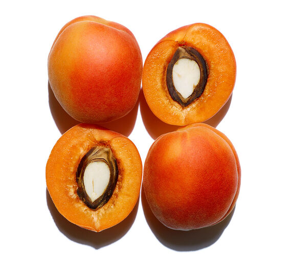 Aprikosenbaum-Biologisches Aprikosenkernöl-Prunus armeniaca (apricot) kernel oil
