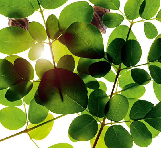 Moringa-Morgina-Extrakt-Moringa oleifera seed extract