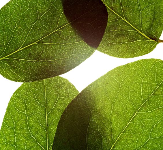 Quittenbaum-undefined-Cydonia oblonga leaf extract