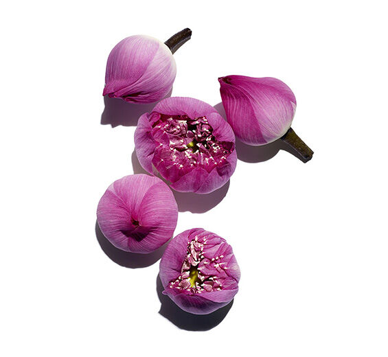 Lotus-Lotus-Extrakt-Nelumbo nucifera flower extract