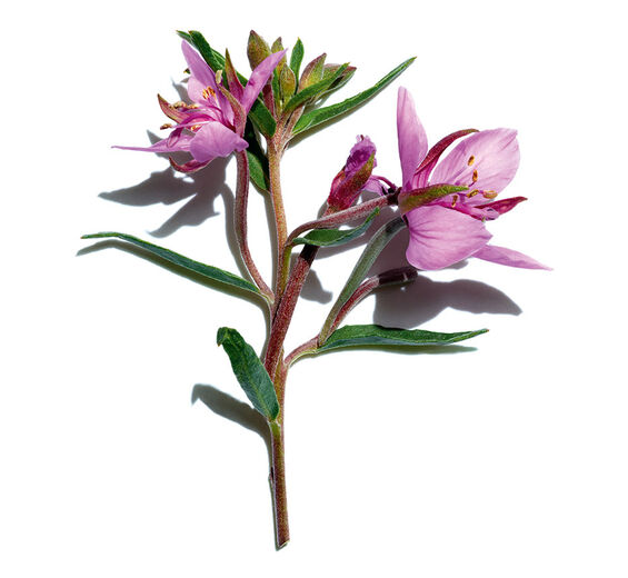 Fleischers Weidenröschen-biologischer Fleischers Weidenröschen- Extrakt-Epilobium fleischeri extract