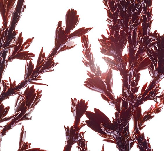 Myrothamnus-Myrothamnus-Extrakt-Myrothamnus flabellifolia leaf/stem extract