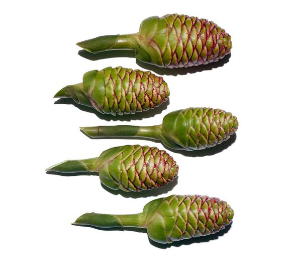 Awapuhi-Ingwer-Extrakt aus Awapuhi-Ingwer-Zingiber zerumbet extract