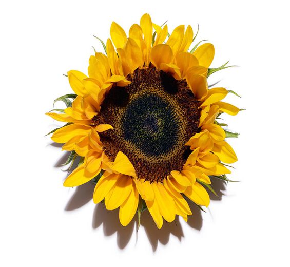 Sonnenblume-Sonnenblumenextrakt-Helianthus annuus (sunflower) seed extract