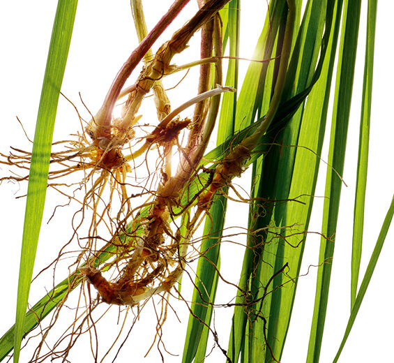 Agropyron-Biologischer Agropyron-Extrakt-Agropyron repens root extract