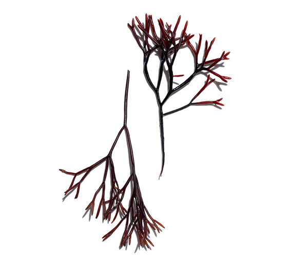 Gabeltang-Gabeltang-Extrakt-Furcellaria lumbricalis extract