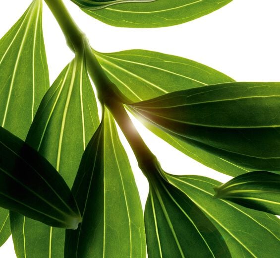 Seifenkraut-Biologischer Seifenkraut-Extrakt-Saponaria officinalis leaf extract