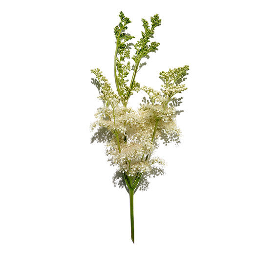 Wiesenkönigin-Wiesenkönigin-Extrakt-Spiraea ulmaria extract