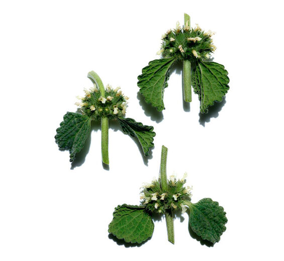 Weißer Andorn-Biologischer Extrakt aus Weißem Andorn-Marrubium vulgare extract