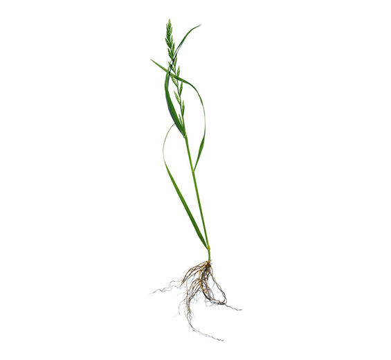 Agropyron-Biologischer Agropyron-Extrakt-Agropyron repens root extract