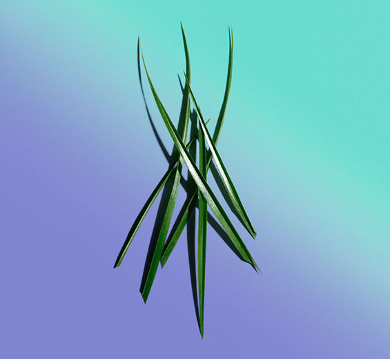 Bisongras-Bisongras-Extrakt-Hierochloe odorata extract