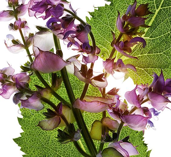 Muskatellersalbei-&Auml;therisches Muskatellersalbei&ouml;l-Salvia sclarea (clary) oil