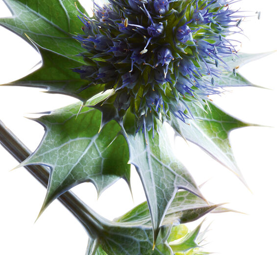 Stranddistel-Biologischer Stranddistel-Extrakt-Sea Holly